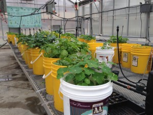 a row of plants growing in buckets inside a greenhouse